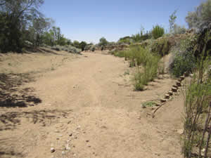 Same bank treatment with willows and cottonwoods planted to direct water flow away from bank on photo right. 